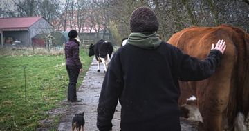 Die Rinder gehen den Weg entlang zur Untersuchung und werden von den Menschen auf dem Hof begleitet