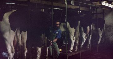 Kühe in der Reihe zum Melken aufgestellt