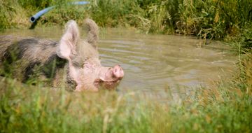 Ein schwarz geflecktes niedliches Schwein badet im Weiher