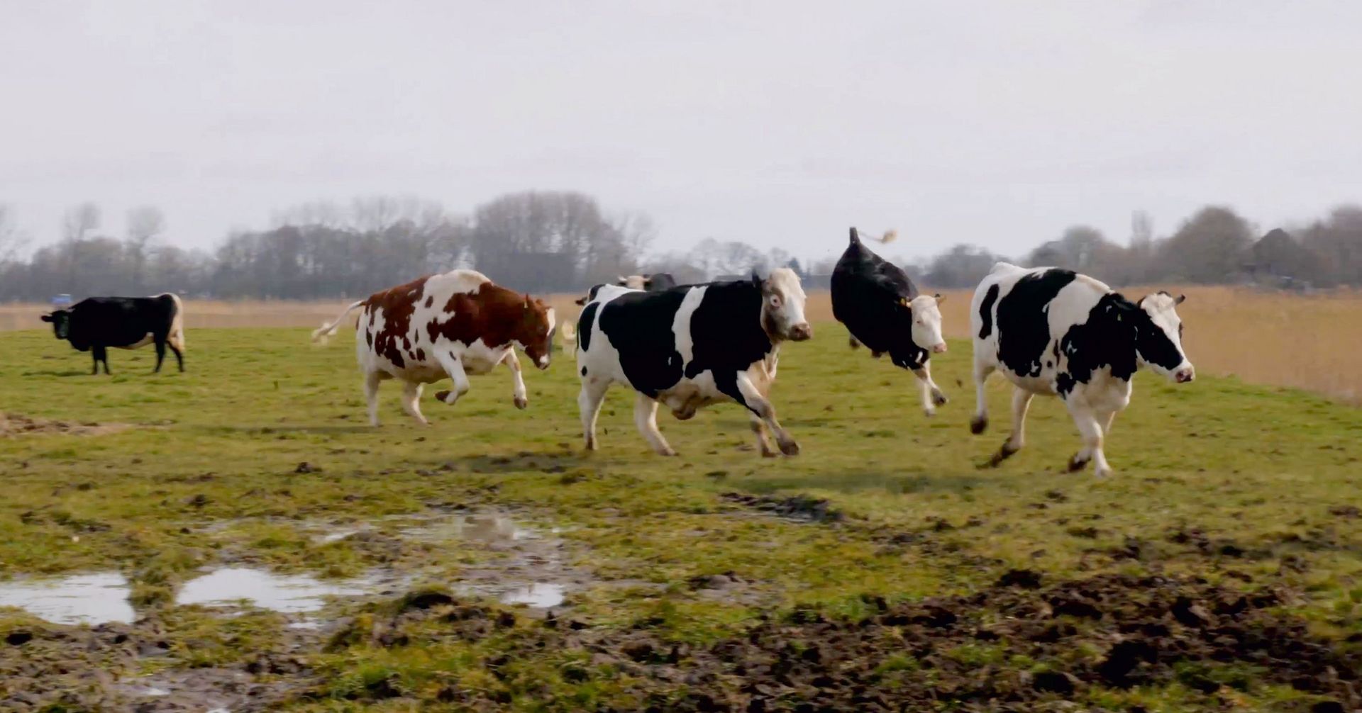 Die Rinder Herde von Hof Butenland verbirgt eine schöne Zeit auf der Weide