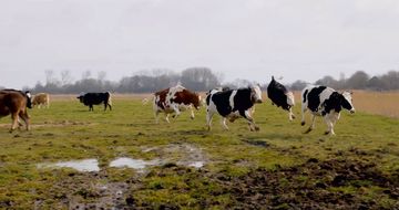 Die Rinder Herde von Hof Butenland verbirgt eine schöne Zeit auf der Weide