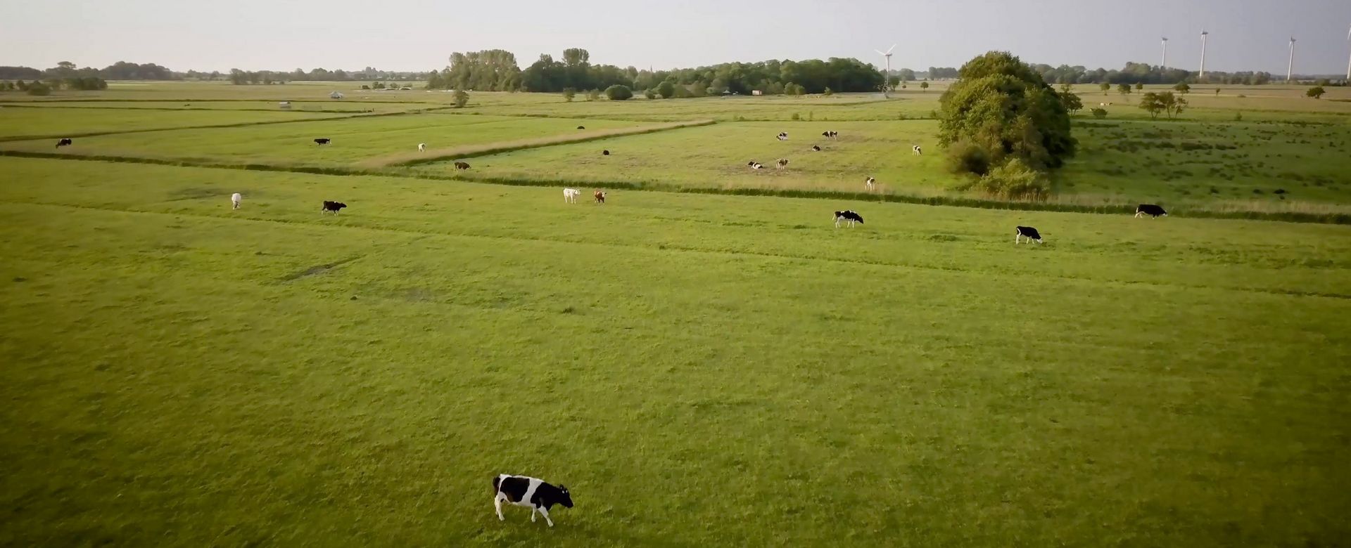 Kühe auf der Weide aus der Vogelperspektive